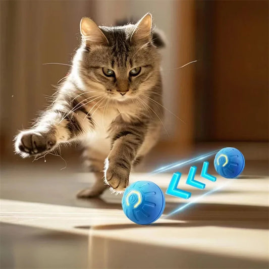 Fun Motion and Engagement 🐱